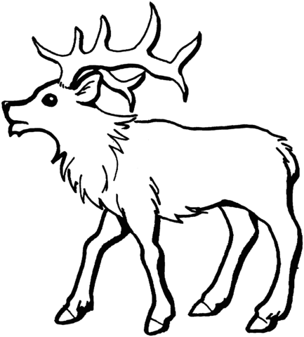 Young Elk Coloring page