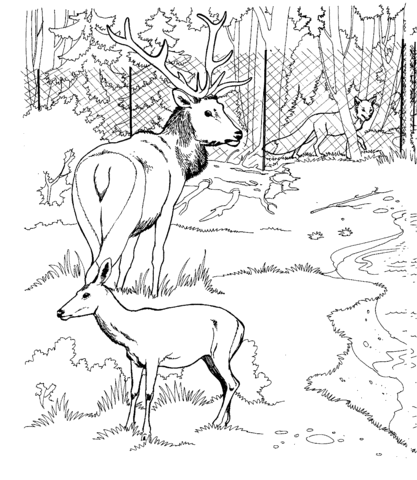 Elk and Roe Deer in a Zoo Coloring page
