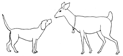 Deer And Dog Coloring page