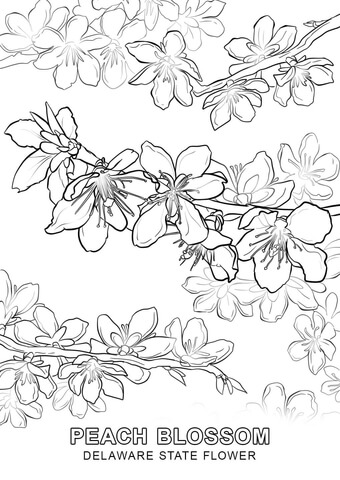 Delaware State Flower Coloring page