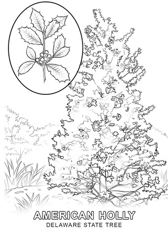 Delaware State Tree Coloring page