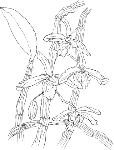 Dendrobium Nobile Orchid Coloring page