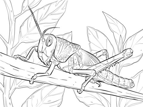 Desert Locust Coloring page