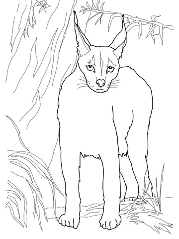 Desert Lynx Caracal Coloring page