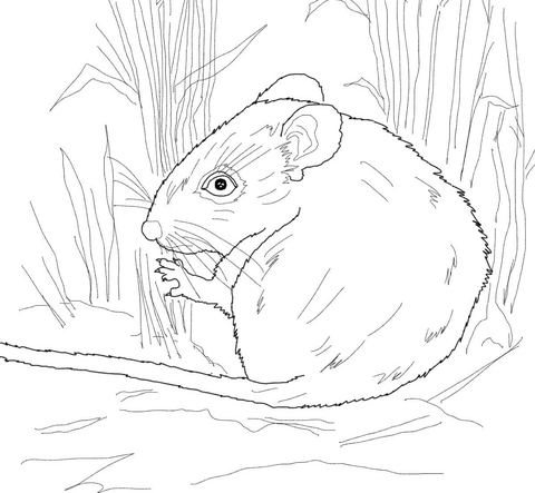Desert Mouse Coloring page