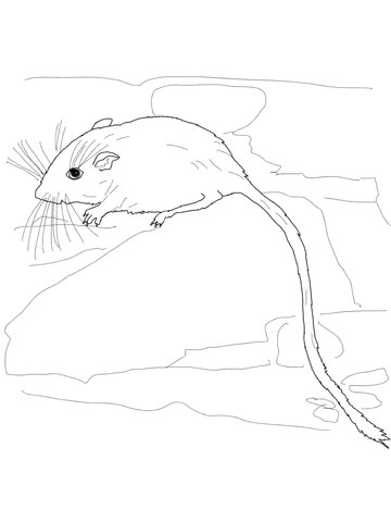 Desert Pocket Mouse Coloring page