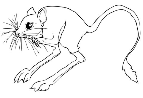 Desert Rodent Jerboa Coloring page