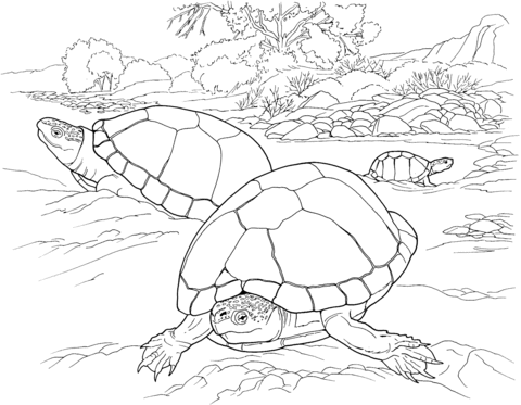 Desert Tortoise Coloring page