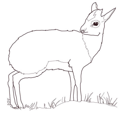 Dik Dik Antelope Coloring page