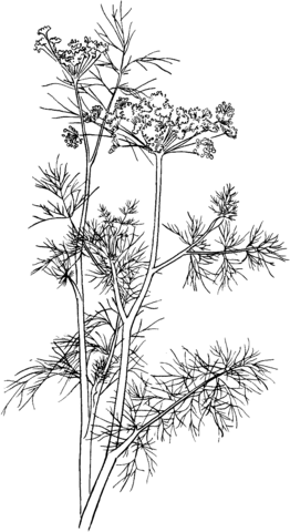 Anethum graveolens or Dill Coloring page
