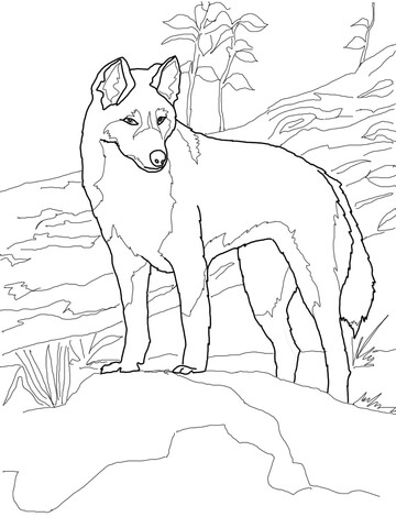 Dingo from Australia Coloring page