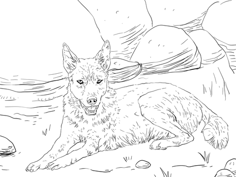 Dingo Lying on the Ground Coloring page
