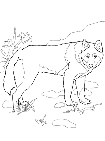 Dingo Wild Dog Coloring page