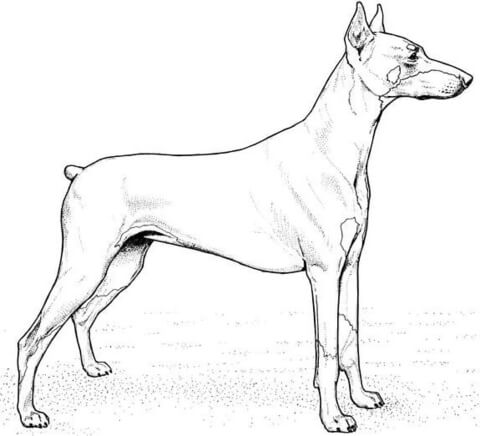 Doberman Pinscher  Coloring page