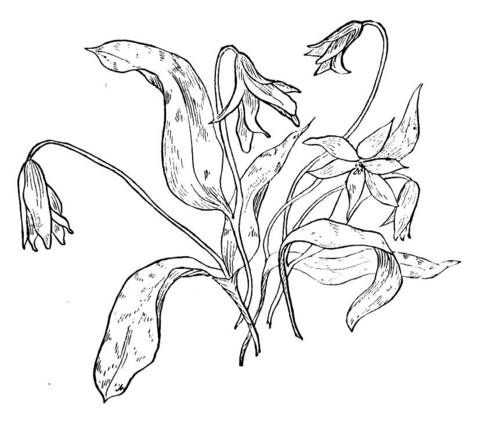 Dog's Tooth Violet Coloring page