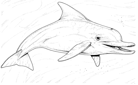 Long-Beaked Common Dolphin Coloring page