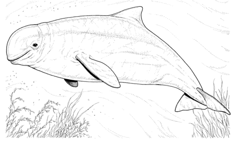 Beluga whale Coloring page