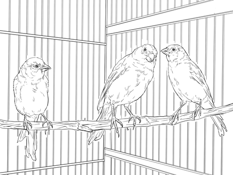 Domestic Canaries Coloring page