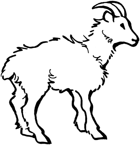 Domestic Goat 1 Coloring page