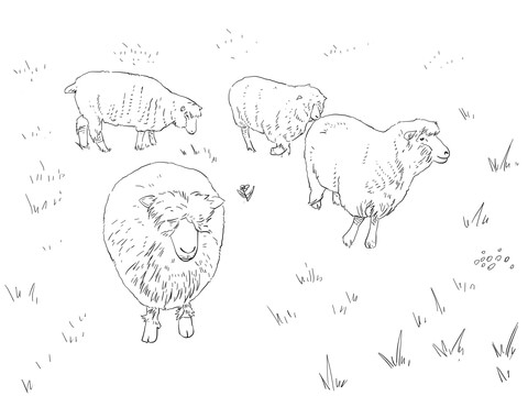 Dorset Sheep Coloring page