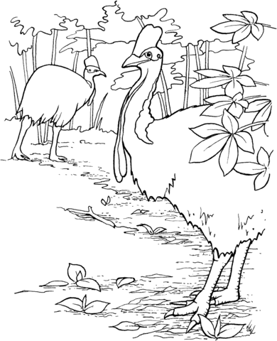 Double Wattled Cassowary Birds Coloring page