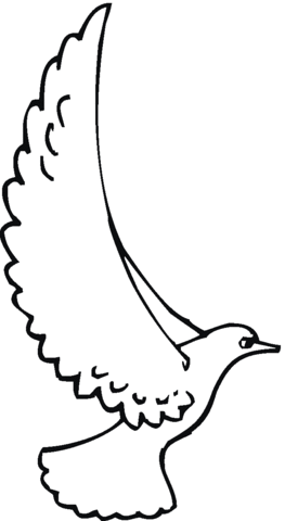 White winged dove Coloring page