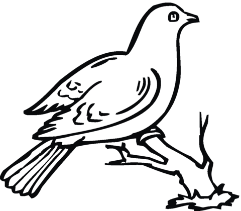 Dove On A Branch Coloring page