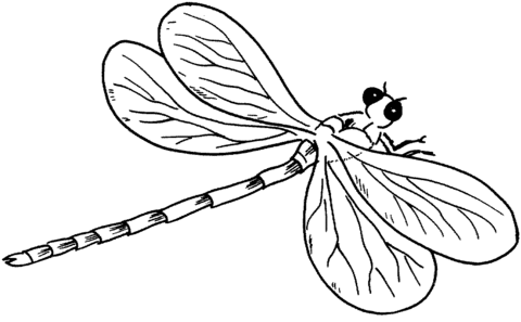 Dragonfly 3 Coloring page