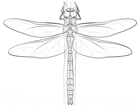 Emperor Dragonfly Coloring page