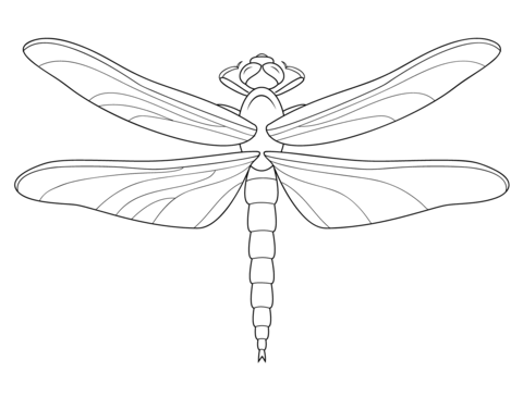 Dragonfly Coloring page