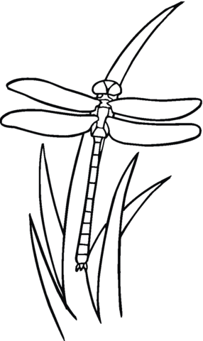 Dragonfly On The Grass Coloring page
