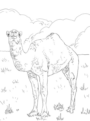 Dromedary Arabian Camel Coloring page