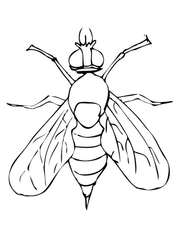 Drosophila Fruit Fly Coloring page