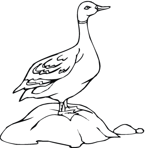 Duck 4 Coloring page