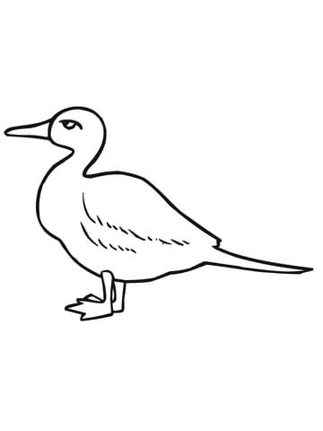Duck Bird Coloring page