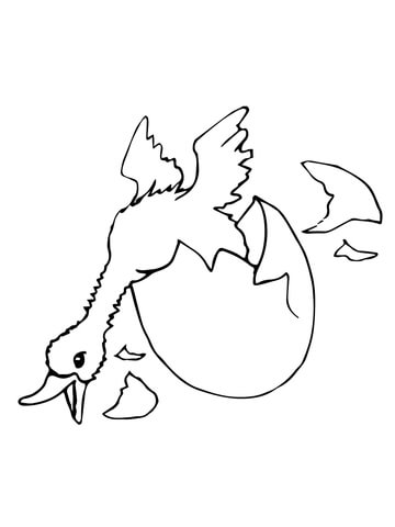 Duck Hatching Coloring page