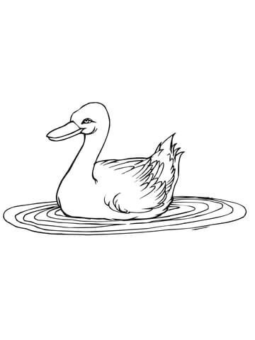 Duck in a Puddle Coloring page