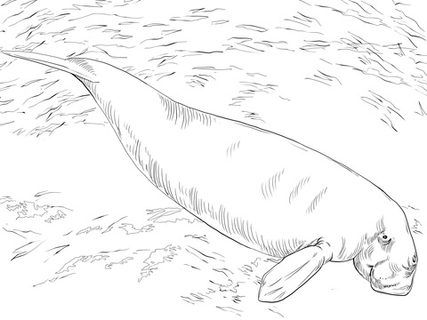 Dugong Sea Cow Coloring page