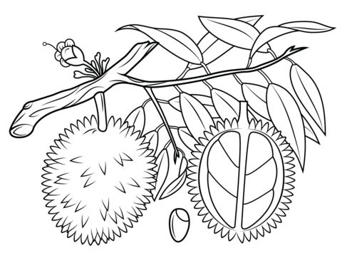 Durian branch, cross section and seed Coloring page