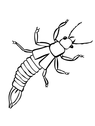 Earwig Insect Coloring page