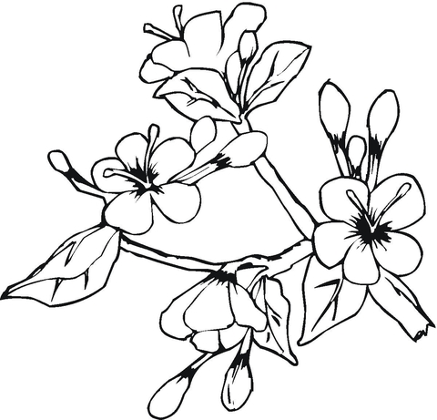 Easter Spring Flowers  Coloring page