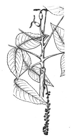 Eastern Black Walnut Branchlet Coloring page