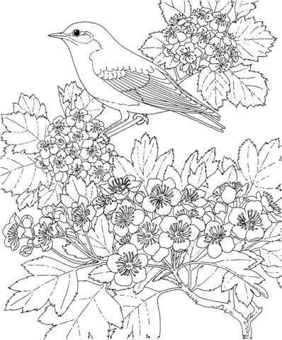 Eastern Bluebird and Hawthorn Missouri State Bird and Flower Coloring page