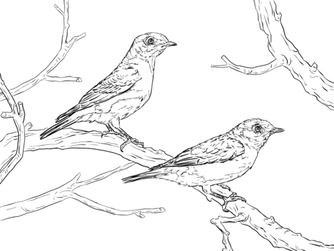 Eastern Bluebird Pair Coloring page