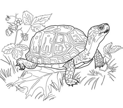Eastern Box Turtle Coloring page