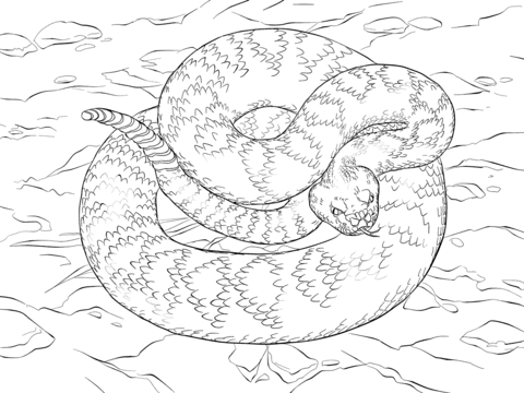 Eastern Diamondback Rattlesnake Coloring page