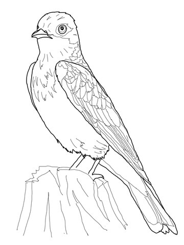 Eastern Kingbird Coloring page