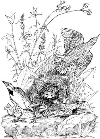 Eastern Meadowlarks Coloring page