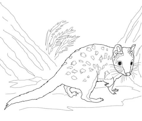 Eastern Quoll Coloring page