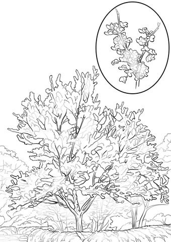 Eastern Redbud Coloring page